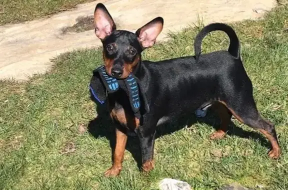 Собаки потеряшки, , фото: Потеряшка собака на 33-й линии, Приладожское