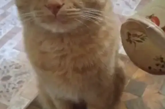 Кошки потеряшки, Липецк, фото: Потеряшка кошка, Городовикова 36, Липецк