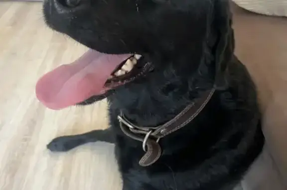 Собака найдена: ул. 10 лет Октября, 60Б к2