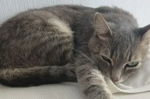 Найдена кошка, Челябинск, фото: Найдена кошка, проспект Победы, Челябинск