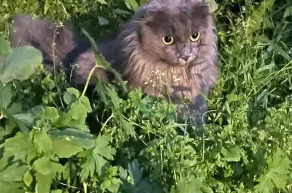 Найдена кошка, Владивосток, фото: Кошка найдена, Острякова 40А, Владивосток