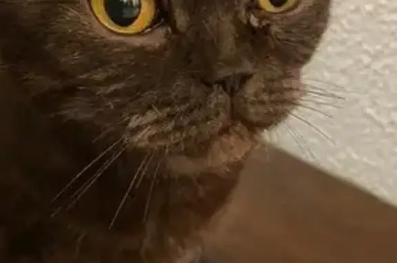 Найдена кошка, Новосибирск, фото: Кошка найдена у аптеки, Троллейная 18