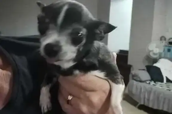 Найдена собака, городской округ Кузнецк, фото: Собака найдена на Рабочей 236А, Кузнецк