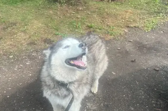 Хаски найдена у лагеря «Ласточка», Красноярск