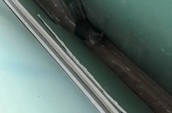 Найдена кошка, Рязань, фото: Кошка найдена: ул. Маяковского, 109 к2