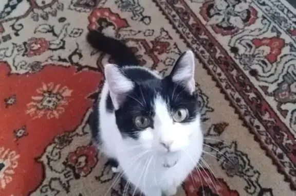 Кошки потеряшки, Долгодеревенское, фото: Потеряшка кошка Мася, ул. 1 Мая, 135Б