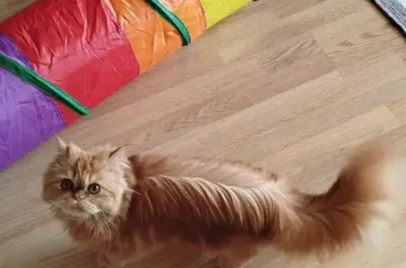 Кошки потеряшки, Москва, фото: Потеряшка кошка на Лукинской 18 к1, Москва