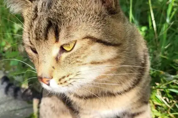 Найдена кошка, Смоленск, фото: Найдена кошка на Н.Неман, 27, Смоленск