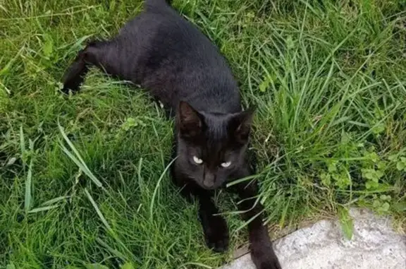 Найдена кошка, , фото: Котик найден: слобода Подновье, 179