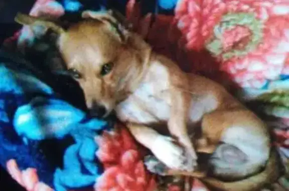 Пропала собака, Васильковая 32, Рубцовск