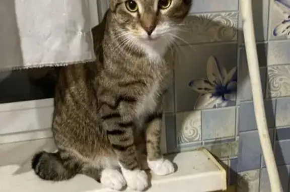 Кошки потеряшки, Рощино, фото: Потеряшка кошка, Садовый пер. 8, Рощино