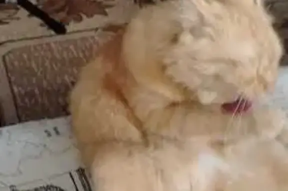 Пропала кошка, ул. Дзержинского, Богашёво