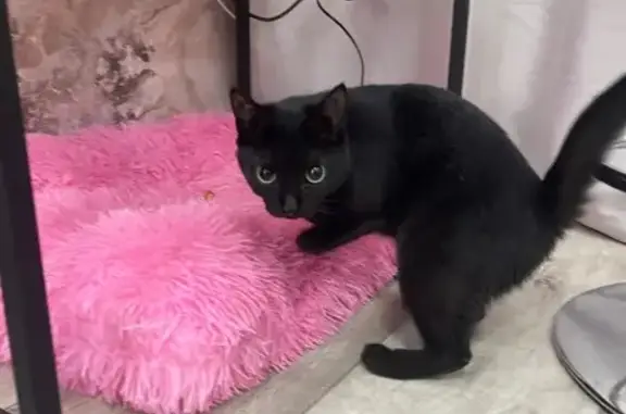 Найдена кошка, Норильск, фото: Кошка найдена на Набережной Урванцева, 49