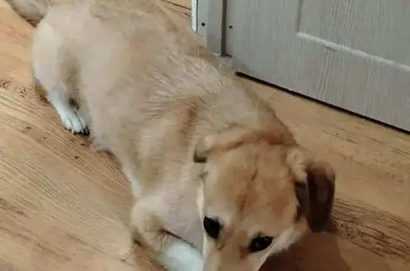 Найдена собака, ул. Олега Кошевого, 7