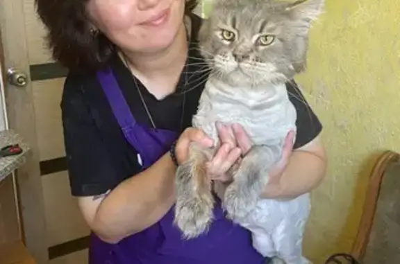 Пропала кошка на ул. 8 Марта, 30, Уфа