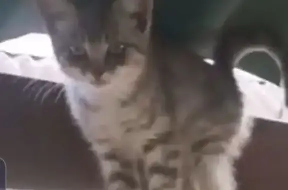 Котенок найден на ул. Будённого, Липецк