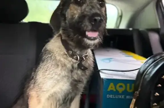 Найдена собака, Лебяженское городское поселение, фото: Собака найдена: Лебяженское поселение