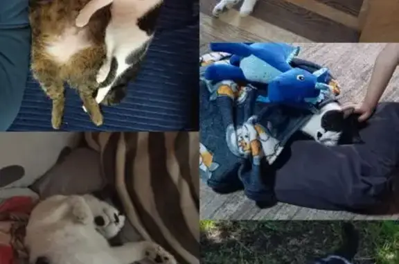 Пропала кошка, ул. 27 Сентября, 155/1