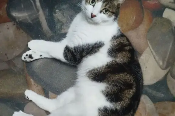 Кошки потеряшки, Комсомольск-на-Амуре, фото: Потеряшка кошка, Интернациональный, 37 к2