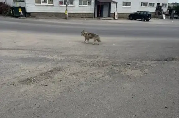 Собака найдена: Чембарова 62, Волгоград