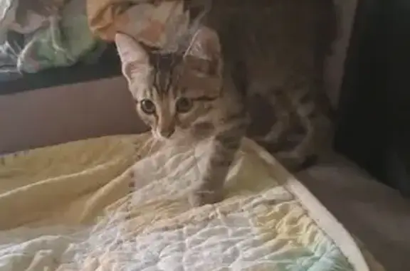 Найдена кошка, Краснодар, фото: Котёнок найден: Почтовая ул., 342, Краснодар