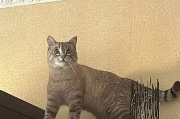 Кошки потеряшки, Новосибирск, фото: Потеряшка кошка, Блюхера 52, Новосибирск