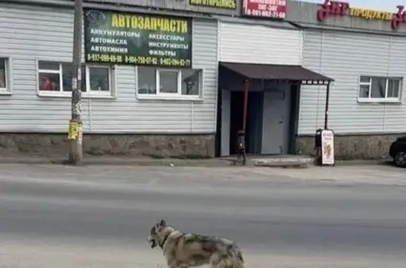 Хаски найдена на ул. Полухина, Волгоград