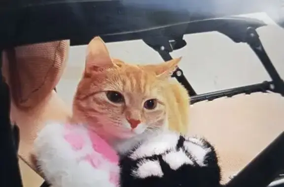 Пропала кошка, Омск, 1-й квартал, 2