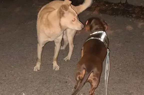 Найдена собака, Челябинск, фото: Найдена собака на ул. Клары Цеткин, 32