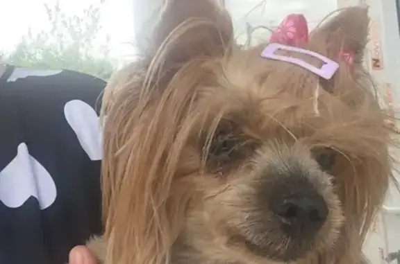 Йорк с бантиком найден: Советская 160, Сукко