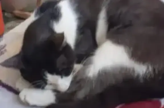 Пропала кошка, Совхозная 3А, Восточный