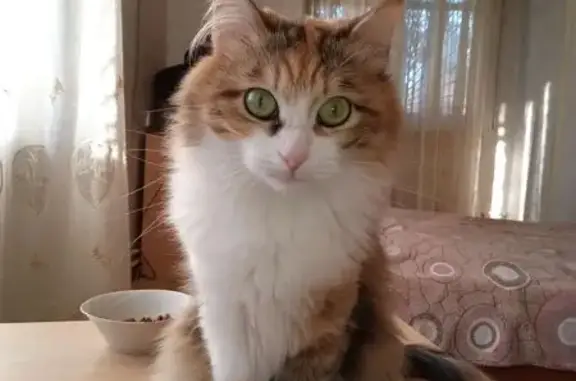 Пропала кошка, Кутумная ул., Новоначаловский