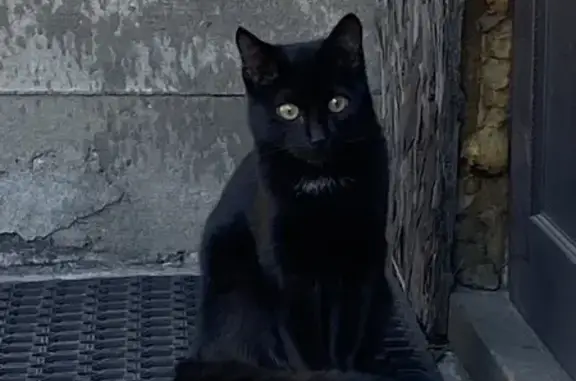 Кошки потеряшки, Кызыл, фото: Потеряшка кошка, Дорожников 1, Кызыл