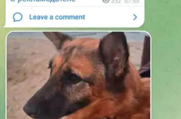 Найдена собака, Екатеринбург, фото: Собака найдена: пр. Ленина, Екатеринбург