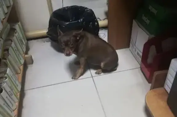 Найдена собака, Иваново, фото: Найдена собака, ул. Воронина, Иваново