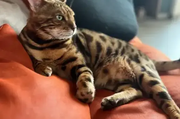 Пропал бенгальский кот, Андреевская, 7А