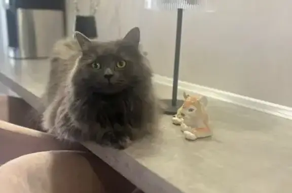 Пропала кошка, 