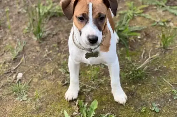 Пропала собака, Пролетарская 2, Пролетарий