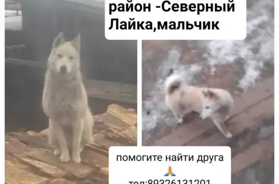 Пропала собака, ул. Урицкого, Алапаевск