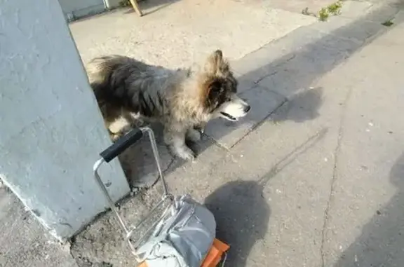 Найдена собака, Сиверский, фото: Хаски найдена на ул. Никифорова, 12А, Сиверский