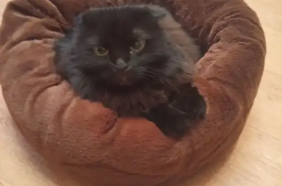 Кошки потеряшки, Стерлитамак, фото: Потеряшка кошка, Фестивальная 11, Стерлитамак