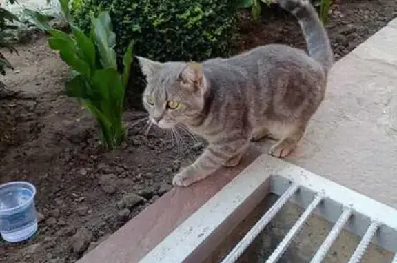 Найдена кошка, Пермский край, фото: Кошка найдена у дома на ул. Есенина, Чайковский