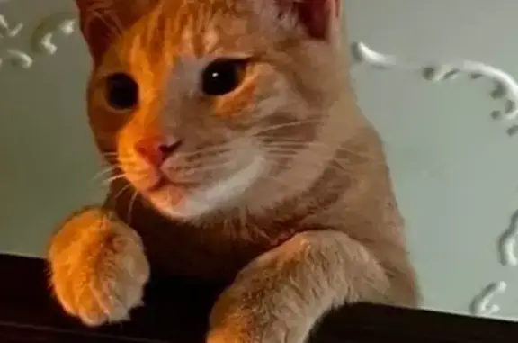 Кошки потеряшки, Серпухов, фото: Потеряшка кошка, Текстильная 17, Серпухов