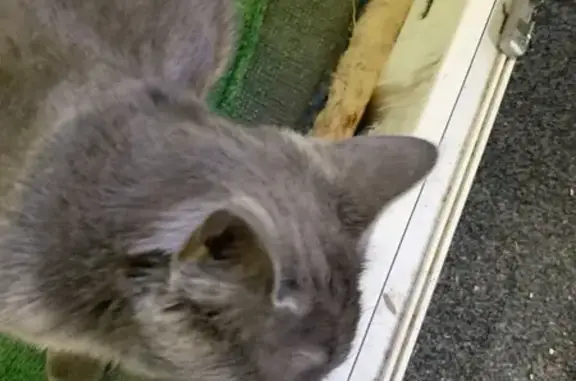 Кошки потеряшки, Хабаровск, фото: Потеряшка кошка, Байкальский пер., 6, Хабаровск