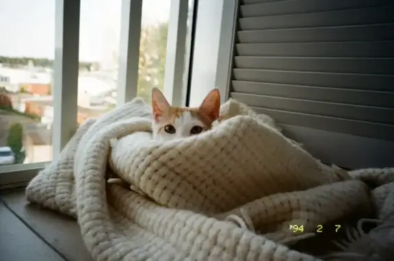 Кошка найдена: Лесной пр., 25, СПб