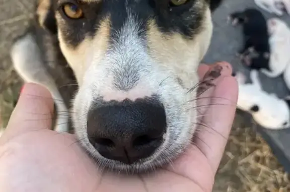 Собака с щенками найдена: ул. Абовяна, 46