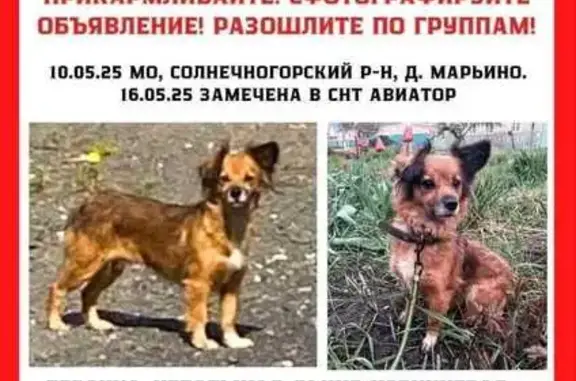 Пропала собака, Зеленоград, ул. Юности