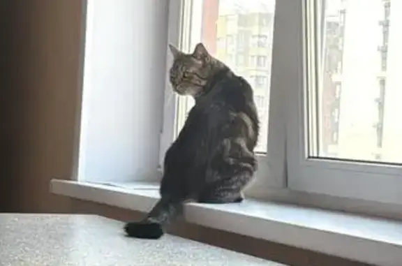 Найдена кошка, Барнаул, фото: Кошка найдена: ул. С. Семёнова, 30, Барнаул