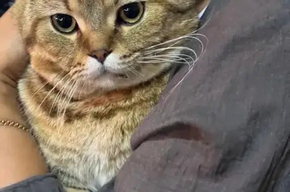 Найдена кошка, Ярославль, фото: Кошка найдена: Первомайская, 59, Ярославль