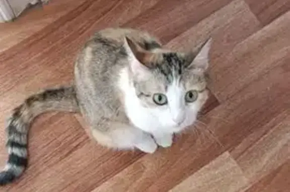 Потерянные животные Якутск, фото: Пропала кошка, ул. Каландаришвили 40/2